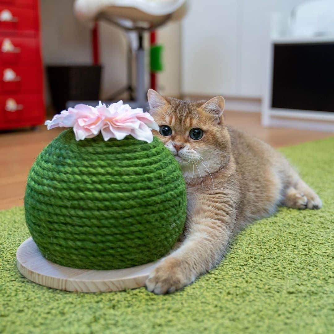 Hosicoさんのインスタグラム写真 - (HosicoInstagram)「Look, a small cactus has blossomed! 🌵🌸」10月8日 16時42分 - hosico_cat