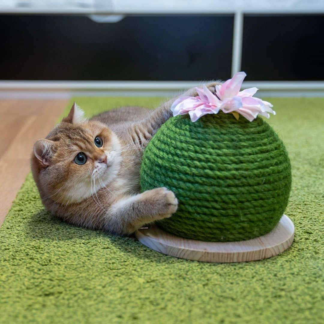 Hosicoさんのインスタグラム写真 - (HosicoInstagram)「Look, a small cactus has blossomed! 🌵🌸」10月8日 16時42分 - hosico_cat