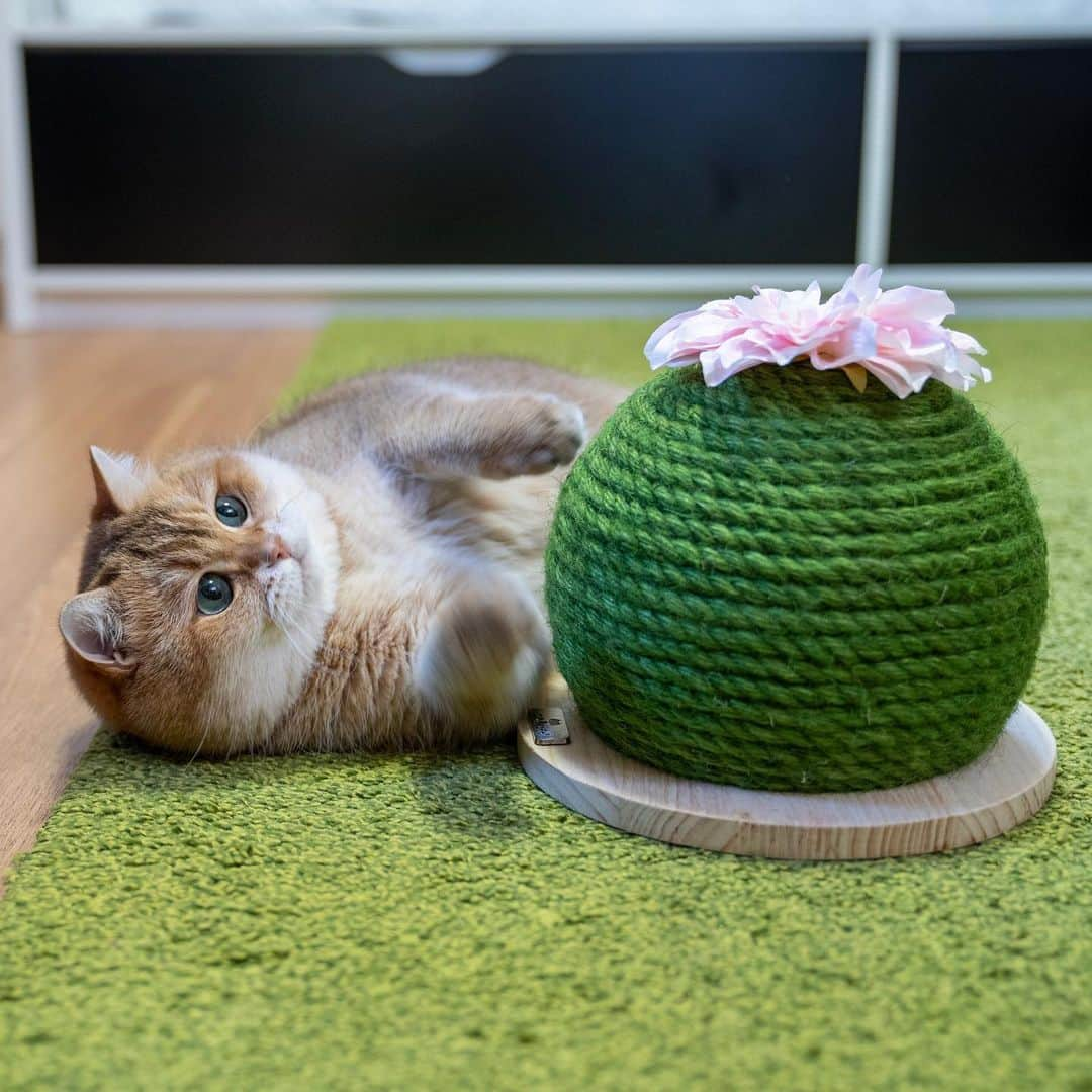 Hosicoさんのインスタグラム写真 - (HosicoInstagram)「Look, a small cactus has blossomed! 🌵🌸」10月8日 16時42分 - hosico_cat