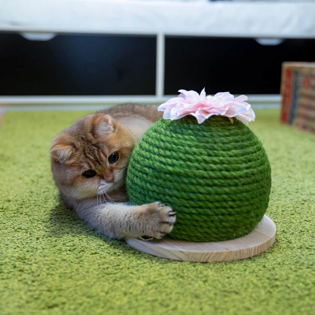 Hosicoさんのインスタグラム写真 - (HosicoInstagram)「Look, a small cactus has blossomed! 🌵🌸」10月8日 16時42分 - hosico_cat