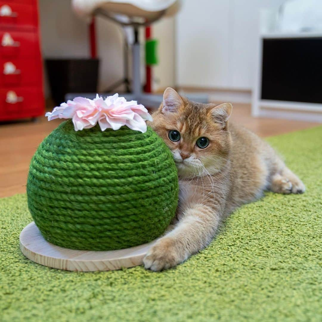 Hosicoさんのインスタグラム写真 - (HosicoInstagram)「Look, a small cactus has blossomed! 🌵🌸」10月8日 16時42分 - hosico_cat