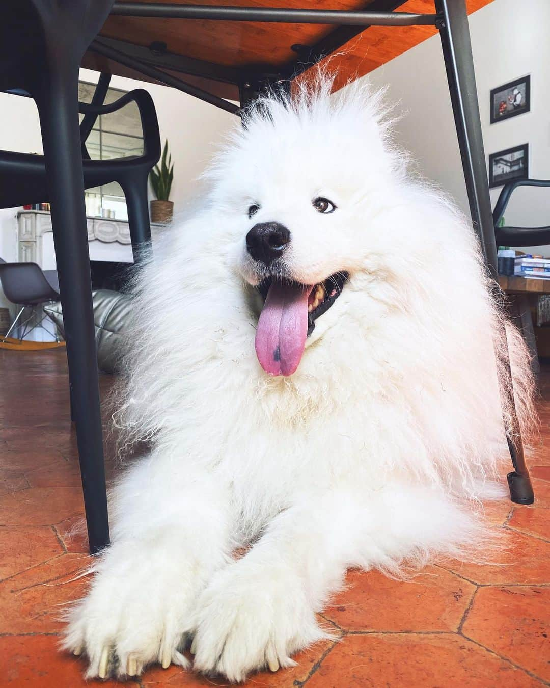 アリゼさんのインスタグラム写真 - (アリゼInstagram)「HAPPY DOG 🐻. . #samoyed #samoyede #instasamoyed #samoyedteam #samoyedoftheday #samoyedsmile #snowdogs #love #dogs #instadog #instalove #jonsnow #ajaccio #picoftheday #dogofinstagram」10月8日 17時03分 - alizeeofficiel