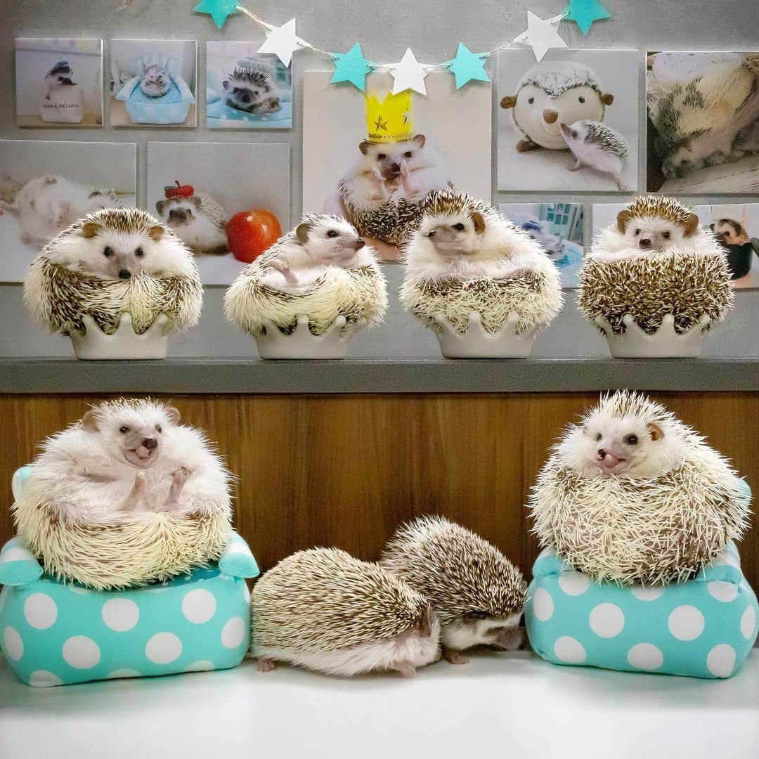 ダーシーさんのインスタグラム写真 - (ダーシーInstagram)「Hedgehogs Party🦔🥳🎉✨ ・ ・ ・ おーしゃんマーブル家族会に遊びに行ってきました〜✨ マスオさん的なポジションのショパンは、遠出が苦手なのでお留守番😅 昨年会ったベビー達はみんな大きくなって、それぞれ体格も性格も主張していて可愛かったです🤣 みんな元気なのはきっと、ご先祖さまが見守ってくれてるからだね〜🙏🏻⭐️✨ 素敵な時間をありがとうございました🦔🦔🦔🦔🦔🦔🦔🦔✨」10月8日 22時43分 - darcytheflyinghedgehog