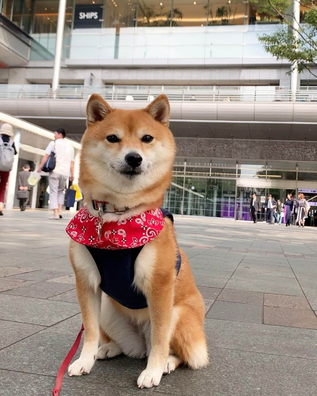 豆柴 サニーちゃんさんのインスタグラム写真 - (豆柴 サニーちゃんInstagram)「. . 今日は名古屋に帰る日 博多から新幹線に乗るよ〜🐻🚅 . その前に… 博多のお友達、こむぎくんと　@komugi_1207 ハートのポスト📮💓の前で記念撮影したよ〜 ポストがこんなに可愛いなんて〜💘ずきゅん . こむたんも、小ちゃくて とってもお利口さんで可愛い〜🥰 . ふたりとも、お利口さんにしてたから 人だかりになって、撮影大会になってたよ😆 . . こむたんママさんには オフ会の件など相談に乗ってもらったり 色々とお世話になりまして ありがとうございました☺️🍀 . . 博多駅近くの音羽公園でのオフ会の様子は また整理してアップしますね❣️ 遊びに来てくれたみなさん&わんちゃん 本当にありがとうございました🐻🌷 . . 九州での楽しい思い出の余韻に浸りながら 名古屋に帰ります🐻👩🏻🚅🎶 . . #博多駅 #ハートのポスト #エンジェルポスト #黒豆柴こむぎ くん #博多の彼氏 #恋多き乙女犬 #みんなに会えて嬉しかったです #ありがとうございました🎶 . #柴犬#豆柴 #赤柴 #まめしばいぬ#まめしば#いぬのきもち#ふわもこ部 #サンデイ#サンデイいぬ組#anicas#shiba_snap #shibainu #shiba#mameshiba #豆柴サニーちゃん」10月8日 17時15分 - sunny_rei_32