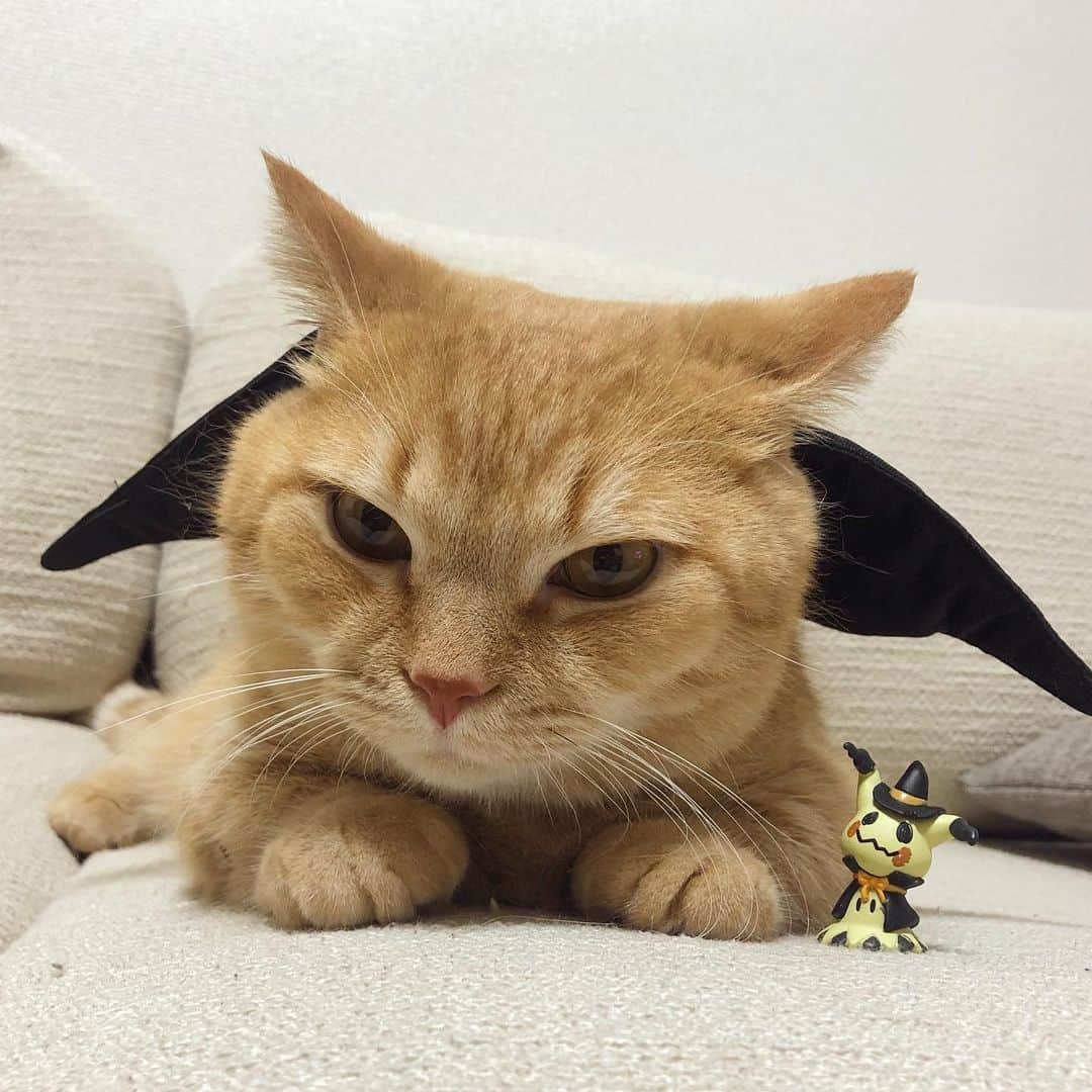 Purin_munchkincatさんのインスタグラム写真 - (Purin_munchkincatInstagram)「待ち受け用に撮ったけど採用されなかったアナザーショット😸🐾😈🖤 ミミッキュとおばけピカチュウも一緒👻❤️ このデビルの羽可愛すぎてお気に入り😊🎶💕 #マンチカン #茶トラ #短足 #短足マンチカン #ねこ部 #cat #munchkincat #catstagram #ilovecat #ふわもこ部 #catloversclub #munchkinlovers #catsofinstagram #にゃんすたぐらむ #ねこのいる生活 #猫好きさんと繋がりたい #ペコねこ部」10月8日 17時37分 - purin_nyan