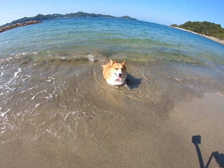 ericoのインスタグラム：「✩ 秋なのに海水浴な件 ✩ 🐶🌊💕 I enjoyed swimming in the sea last Saturday. I had such a productive day! 😂😂 ✩ #海行ったら入るよね #だよね #出てきやしねえ #波に翻弄されまくる #もはや漂流物 #打ち上げられたボート #でもめっちゃいい笑顔 #君が楽しいなら母も楽しい #帰ってから洗うの大変だけどねw ✩ #それいけ力丸くん #コーギー  #犬のいる暮らし#pembrokewelshcorgi  #corgistagram #barked #dogsofinstagram #buzzfeed #corgisofinstagram  #dailyfluff #9gag #weeklyfluff #corgibutt  #gopro #goproのある生活 #ゴープロ #ゴープロのある生活 #goprohero7」