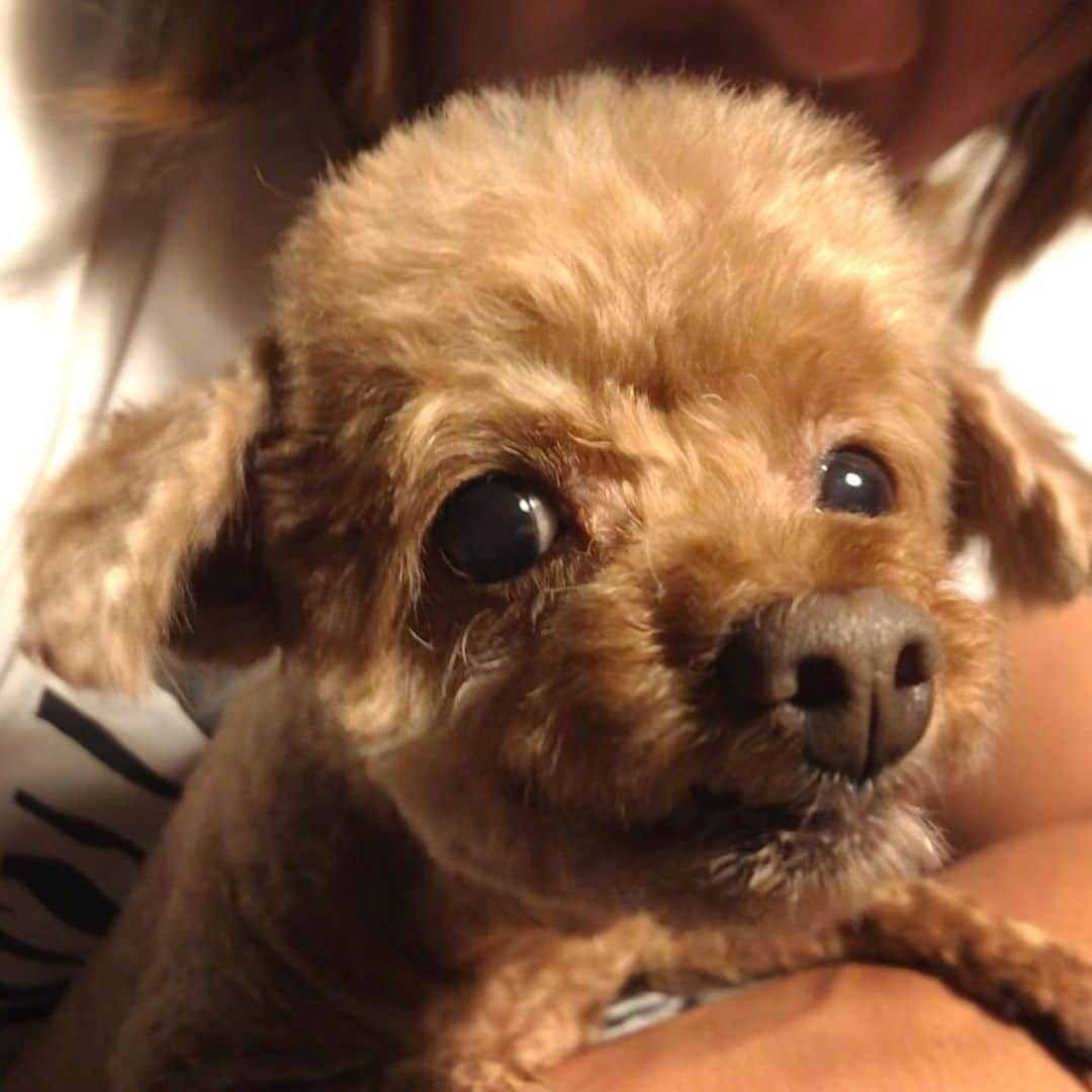 棚橋弘至さんのインスタグラム写真 - (棚橋弘至Instagram)「ハナ♪ #ニヤリ #トリミング #toypoodle」10月8日 18時16分 - hiroshi_tanahashi