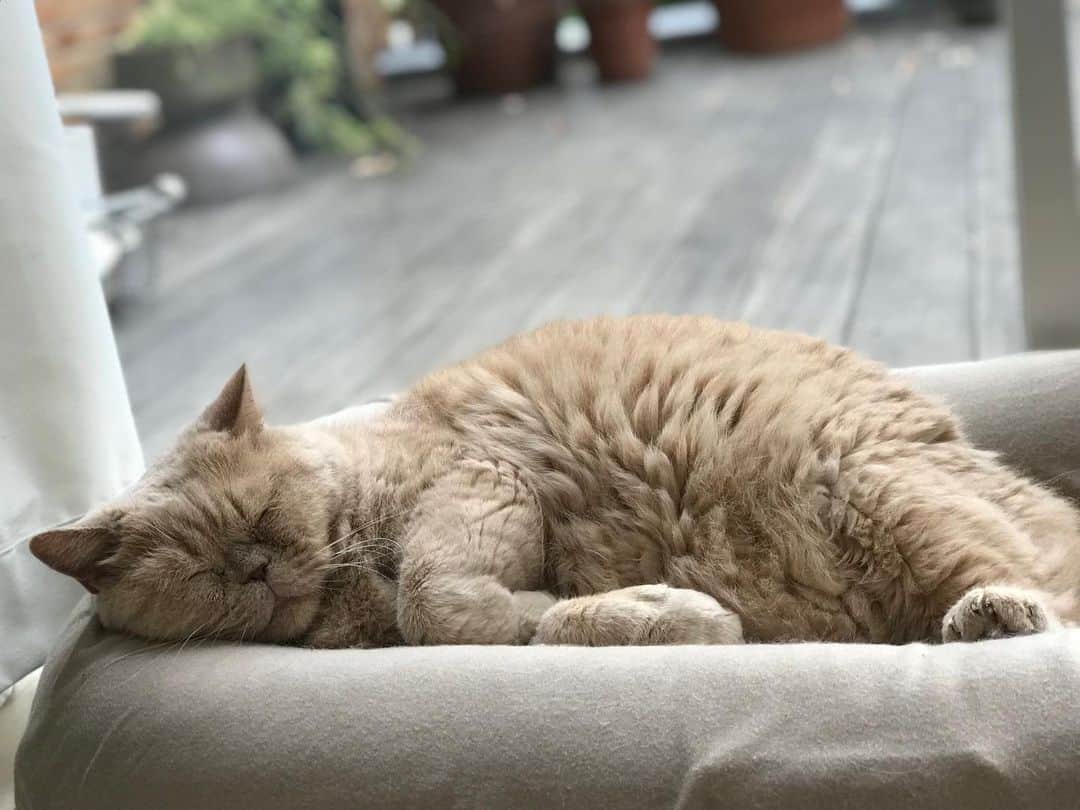 濱中鮎子のインスタグラム：「愛情が忙しい理由。  #cat #ネコ #小心者の親分 #チャイ坊 #チャイ #chai #britishshorthair #ブリティッシュショートヘア #クラッシュフェイス #ぶチャイく #愛の交歓」