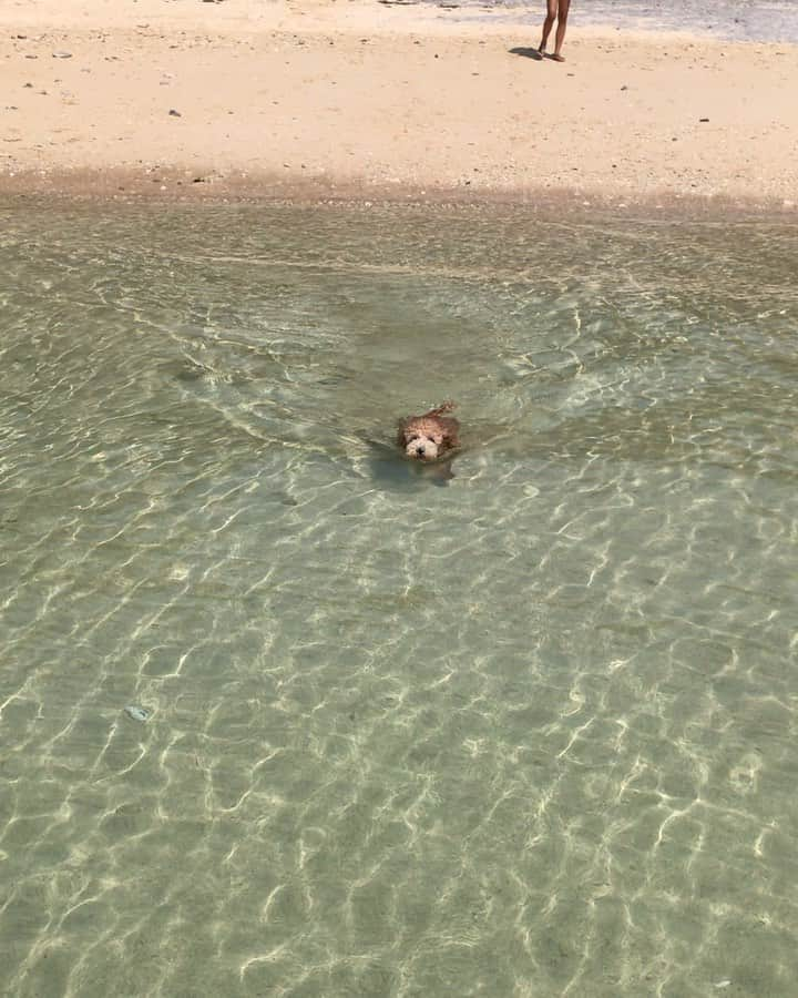 岡根直哉のインスタグラム：「休日🏝  深めのとこおっても泳いで来てくれる長太郎。 ドッグランより海派っぽい。 生後半年で6kg到達🐩 おっきくなれよ🐩  #beach#toypoodle #保護猫#トイプードル」