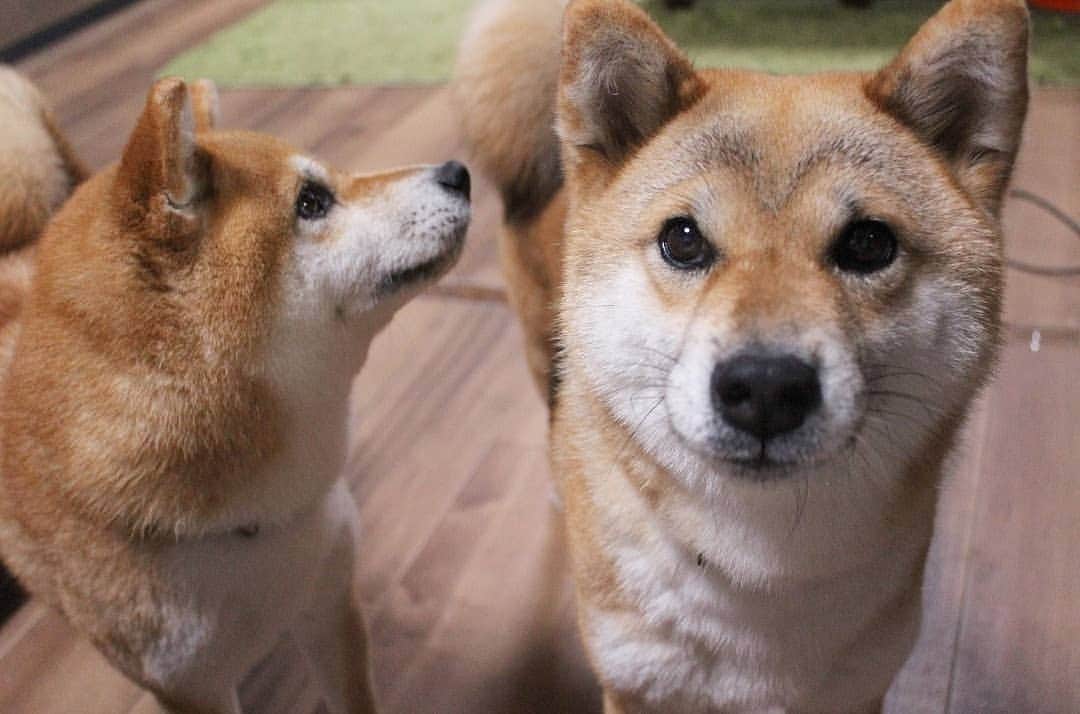 柴犬たま Shibainu Tamaのインスタグラム