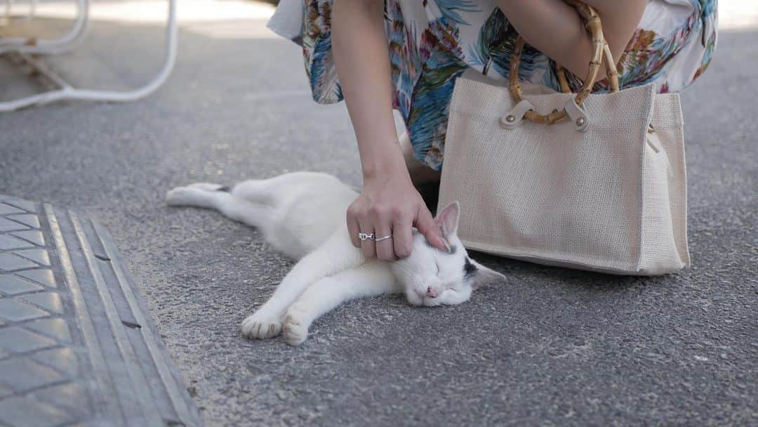 MAYUKIさんのインスタグラム写真 - (MAYUKIInstagram)「沖縄の野良ニャンたちは みんな人懐っこくて癒されたよ 🐱💕 . #沖縄 #名護 #猫 #oki #okinawa #nago #cat」10月8日 20時16分 - mayuki_c