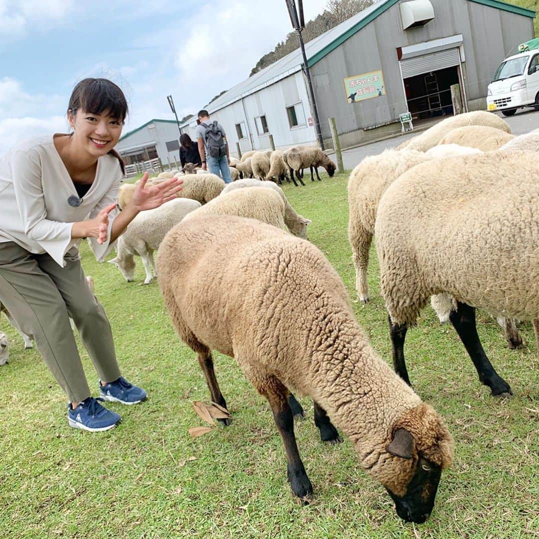 紀真耶さんのインスタグラム写真 - (紀真耶Instagram)「#取材 シリーズ 東京ドイツ村とマザー牧場に行きました。 台風15号によって様々な影響が出ましたが、東京ドイツ村のマムはこんなに綺麗に咲いています！ マザー牧場では羊と触れ合えるイベントが開催されているんです(^^) ぜひぜひ、動物に触れ合って、この景色を見に行ってください！！ 今週末も台風がとても心配です。 ☆ ☆ #東京ドイツ村#マザー牧場#羊の大行進#羊#羊思った以上に大きい#マム#のどか#花畑#台風#心配#テレビ朝日#スーパーjチャンネル#アナウンサー#紀真耶」10月8日 20時29分 - maya0kino
