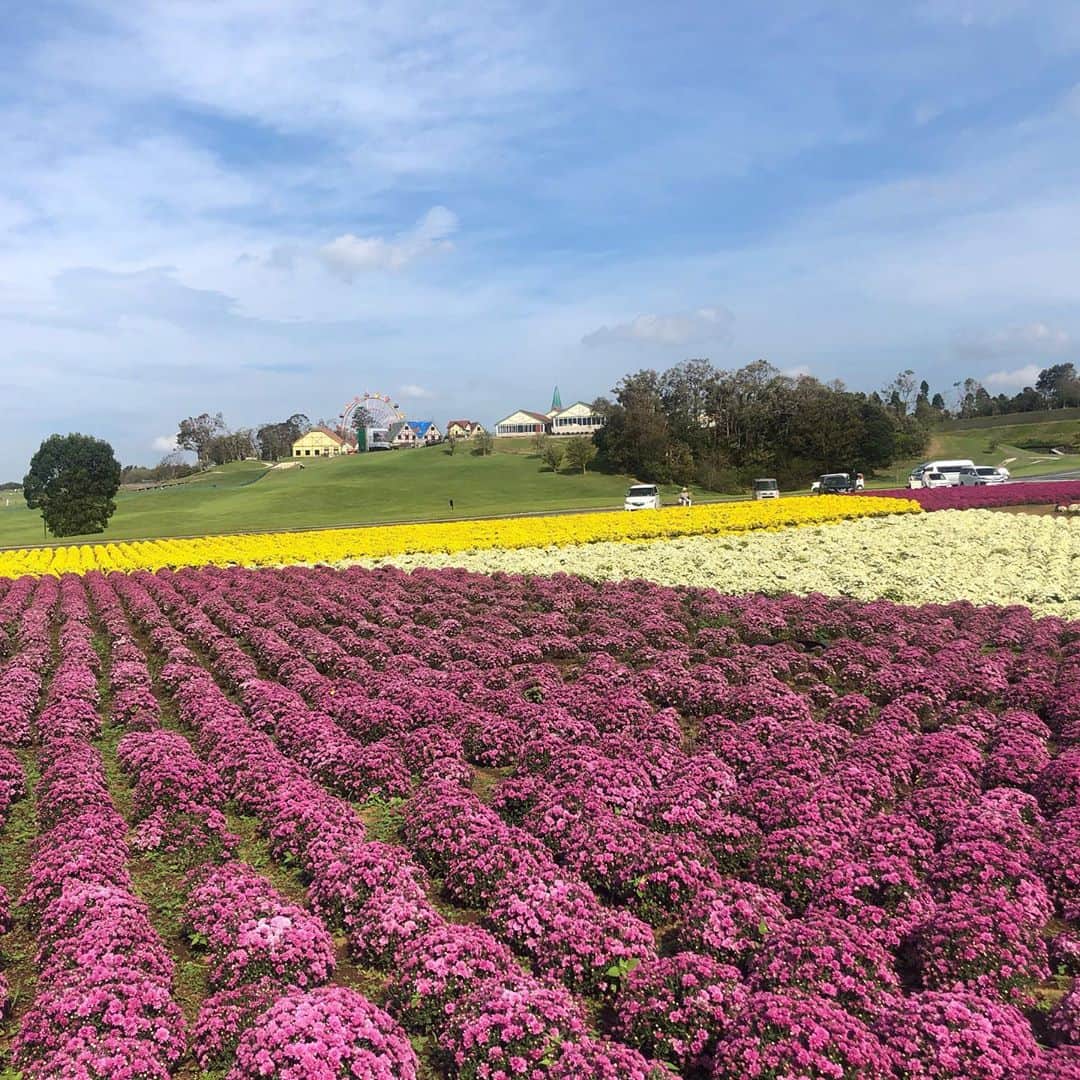 紀真耶さんのインスタグラム写真 - (紀真耶Instagram)「#取材 シリーズ 東京ドイツ村とマザー牧場に行きました。 台風15号によって様々な影響が出ましたが、東京ドイツ村のマムはこんなに綺麗に咲いています！ マザー牧場では羊と触れ合えるイベントが開催されているんです(^^) ぜひぜひ、動物に触れ合って、この景色を見に行ってください！！ 今週末も台風がとても心配です。 ☆ ☆ #東京ドイツ村#マザー牧場#羊の大行進#羊#羊思った以上に大きい#マム#のどか#花畑#台風#心配#テレビ朝日#スーパーjチャンネル#アナウンサー#紀真耶」10月8日 20時29分 - maya0kino