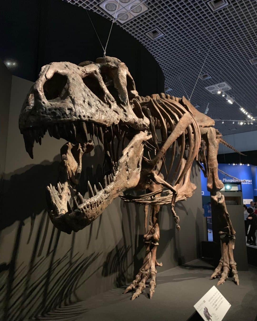 石井講祐さんのインスタグラム写真 - (石井講祐Instagram)「いただいたチケットで、行ってきました恐竜博2019🦖 引換出来たフィギュアはめっちゃ豪華でテンション上がる！！ 期間ギリギリに間に合ってよかった！ チケットありがとうございました！^_^  #恐竜博2019 #国立科学博物館 #展示されてた恐竜はアプリで捕獲済み #恐竜家の方々がたくさん #Tシャツはいつかお披露目」10月8日 21時00分 - ishiikosuke