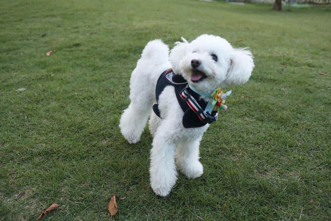 山田千尋さんのインスタグラム写真 - (山田千尋Instagram)「ひなた3歳のお誕生日おめでとう🐶❤️ . 皆といっぱい遊んでとっても楽しそうで こちらまで嬉しい気持ちになりました💕 . #わんわんパラダイス #ひなたスマイル #小谷流の里ドギーズアイランド  #ドギーズアイランド小谷流 #頭痛時のひえぴたおすすめ」10月9日 7時51分 - chihiro_511