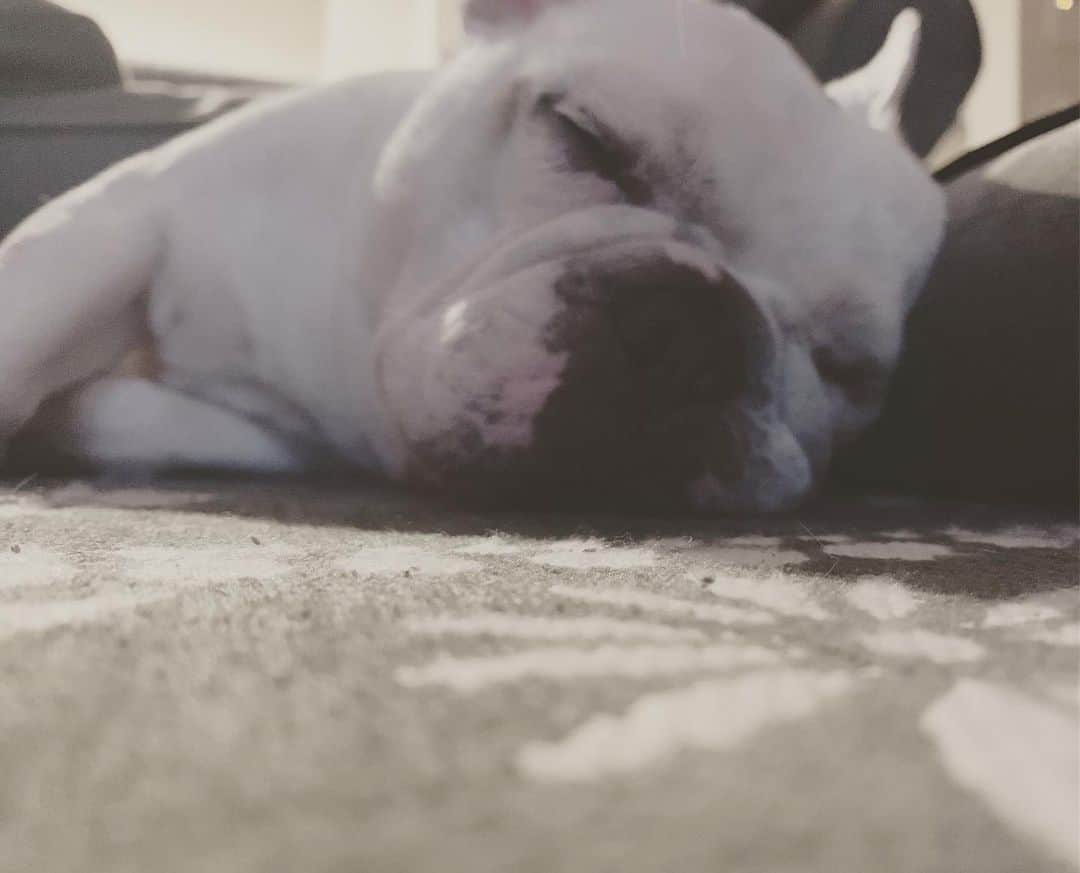 鑑田幸代のインスタグラム：「お泊り疲れたのね…💤 #ママのマッサージ付き2度シャン #野菜たっぷりのご飯→ダイエット中 #おやつは人参 #爆睡 #お留守番お疲れ様 #frenchbulldog  #frenchbulldogs  #french_bulldogs  #frenchie  #buhi  #ハニーパイド #フレブル  #グース #グーちゃん」