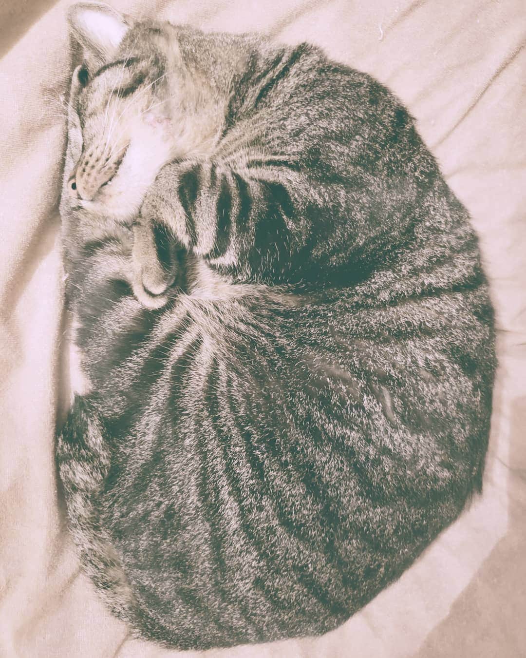 池田香織のインスタグラム：「折り畳み猫🐈 ミッチミチ。  #foldingcat」