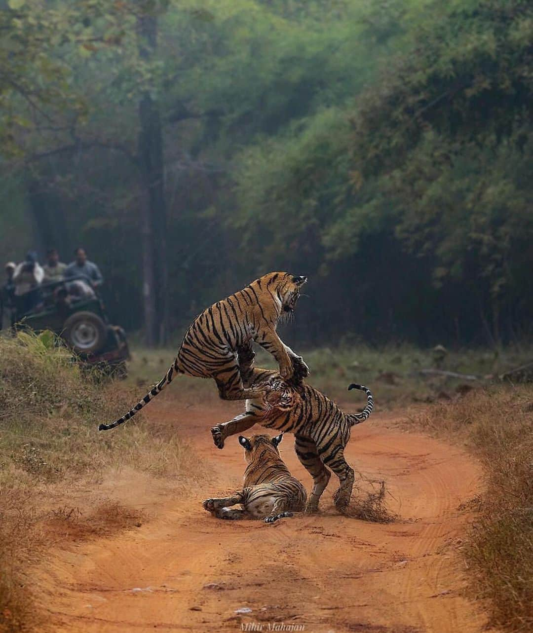 Earth Picsさんのインスタグラム写真 - (Earth PicsInstagram)「Every interaction is an opportunity to learn, even tigers 🐅 understand this. Photo by @mihirwildmahajan」10月9日 5時34分 - earthpix