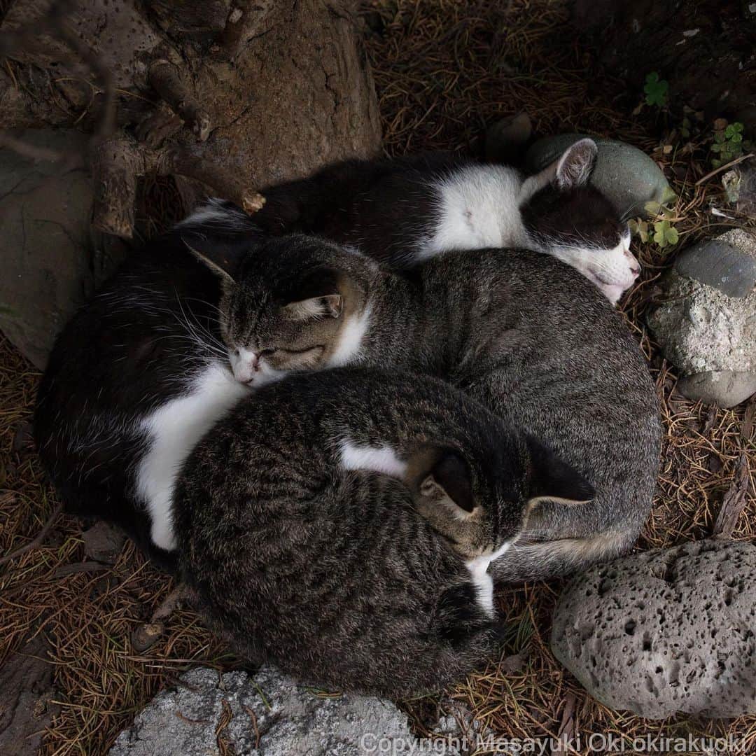 Masayukiさんのインスタグラム写真 - (MasayukiInstagram)「みんなでまんまる。  #cat #love #ねこ」10月9日 15時50分 - okirakuoki