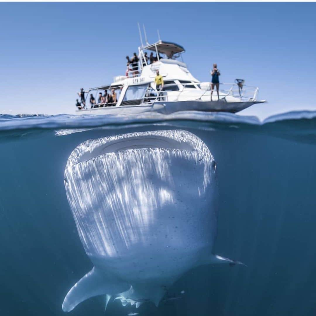 ジャスティン・ビーバーさんのインスタグラム写真 - (ジャスティン・ビーバーInstagram)「This photo is real! WHALE SHARK biggest fish in the ocean 📸 @tomcannonphotography (sorry I didn’t credit you right away I seen this photo on someone else’s page and didn’t know it was you TIL I seen someone post on the comments) and I didn’t block you not sure where that came from.. seen the screenshot on your page of my page which is impossible if the person has you blocked.」10月9日 15時56分 - justinbieber