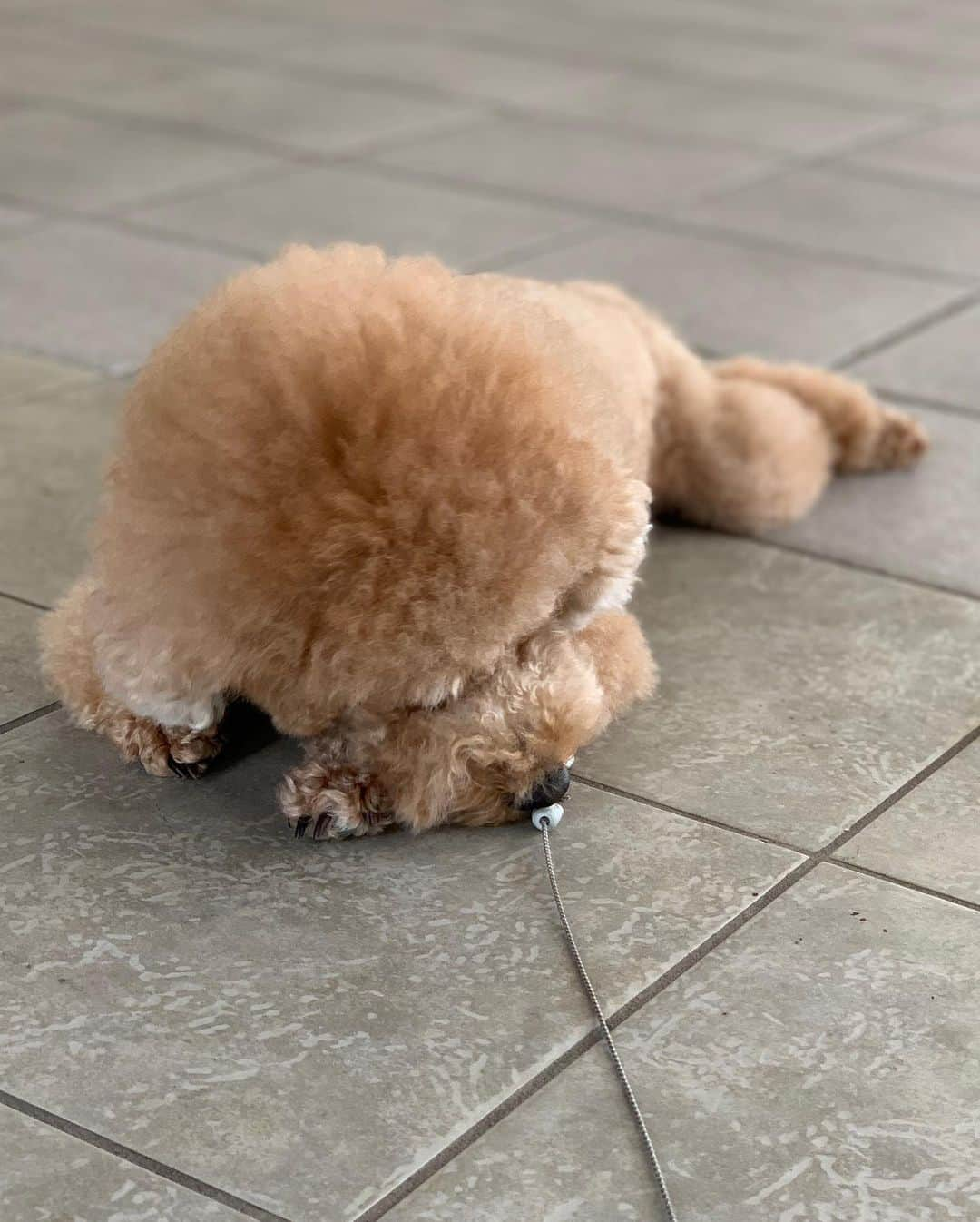 多村仁志さんのインスタグラム写真 - (多村仁志Instagram)「今日は散歩日和🐩🚶 ・ 前から来る風が気持ち良かったのか、少しの間、寝てしまいました💤💭 ・ #トイプードルの姿をした息子 #SOL #お昼寝 #気持ち良さそう」10月9日 16時12分 - hit_tamu