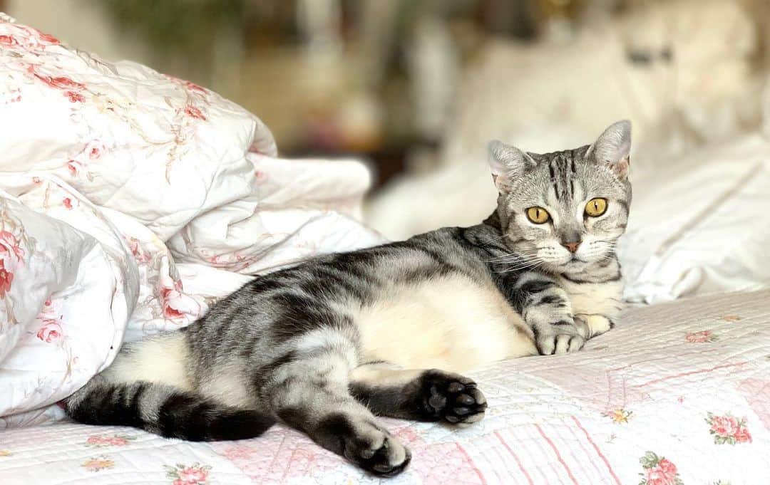 佐々木みすずのインスタグラム：「おはようにゃ😸  #cat #マンチカン #まんちかん  #マンチカン短足  #まんちかん短足  #ねこ」