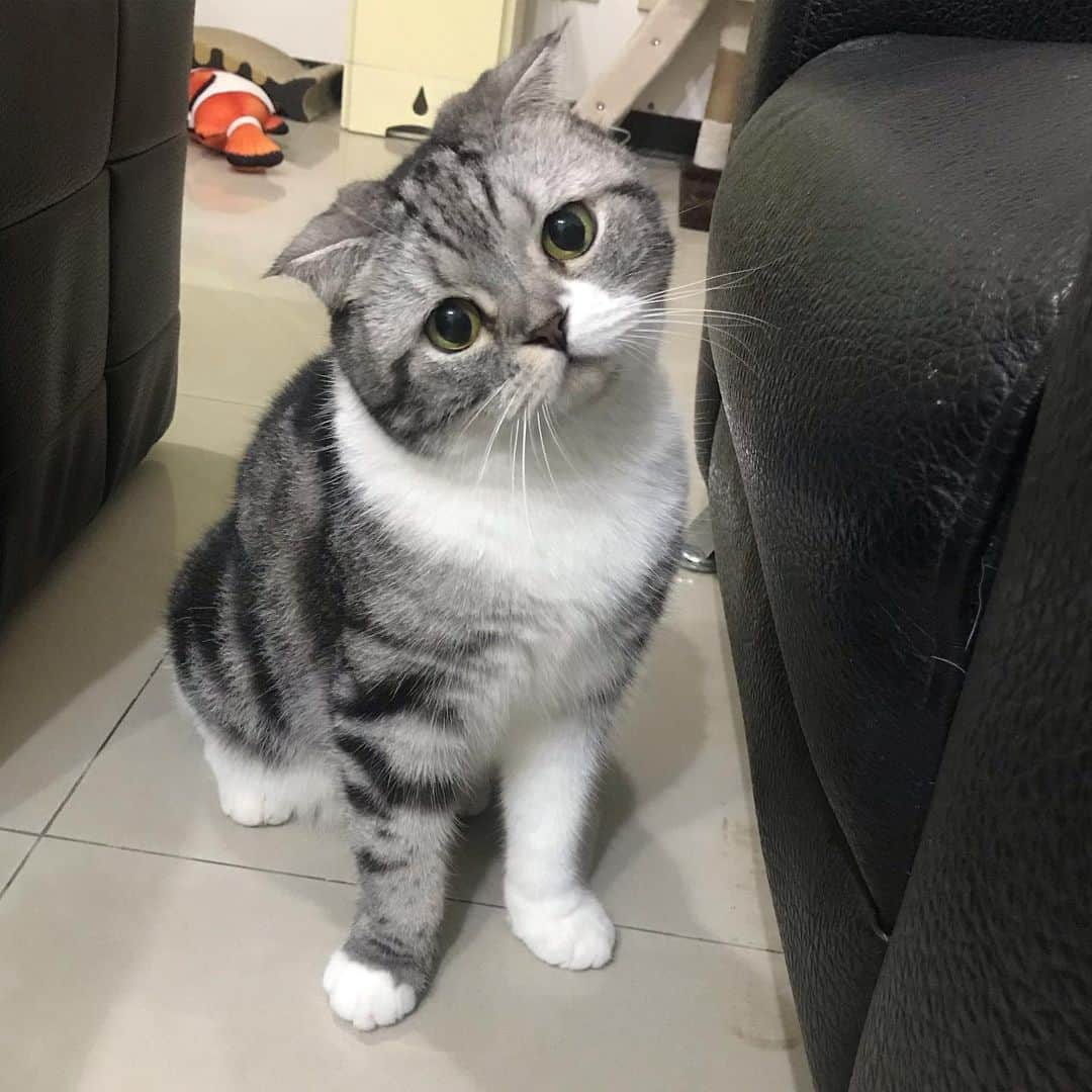 KATSUOのインスタグラム：「かわいくオモチャを狙う . #cat #catsofinstagram #catstagram #instacat #cutecat #katsuo」