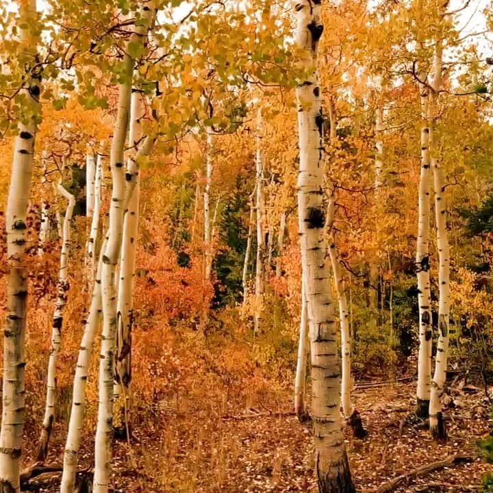 のインスタグラム：「relief (demo) 🍂」