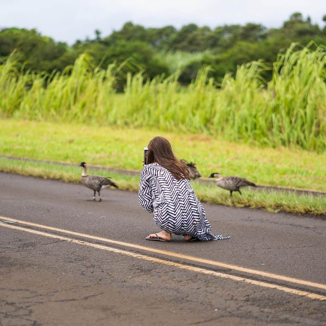 鮎河ナオミさんのインスタグラム写真 - (鮎河ナオミInstagram)「カウアイ島で移動中、フォトグラファーの @uhisac が「ねーねーねーねー！」と叫ぶから、何かと思ったら、絶滅危惧種に認定された鳥「ネネ」が道路を渡ろうとしていました😮  車を止めて写真撮ったけど、カメラを向けても気にする様子もなく、おっとりしてて可愛いかった〜✨ . . . . . #nene #hawaiiangoose #endangeredspecies #kauai #hawaii  #ネネ #絶滅危惧種 #カウアイ島 #ハワイ」10月9日 10時07分 - naomiayukawa