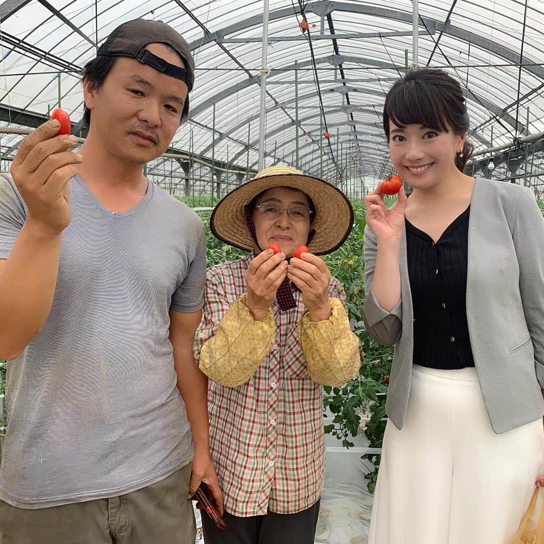 新垣泉子さんのインスタグラム写真 - (新垣泉子Instagram)「松尾さんのトマト☆ 『消費税増税から1週間』。 昨日は福岡県内の様々な現場をお伝えしました。  その中で、宗像市でフルーツトマトを育てる『とまとのまつお』さんを取材させていただきました。  お話を伺ってみると、生産の現場にも、消費税増税の影響は出ているようでした。  ハウスの温度を保つ機械に使う重油や車のガソリン代にももちろん消費税がかかるし、肥料代や資材代など、消費税2%の値上げは、やはり大きいそうです。  でも、だからと言って、消費者のことを考えると、トマトの値段は簡単には上げられない。トマトは大体これくらいっていうイメージもあるし、何より 子供たちにもたくさん美味しくトマトを食べて欲しい、、、という思いがあるそうです。  生産の現場にも痛みが出ている消費税増税。  増税した分を、しっかり国民が納得できる形で使って欲しい、それなら厳しいけど、いた仕方ないとおっしゃっていました。  納得できる使い道。  国民に負わせる負担を、国民が豊かになるように使っていただきたいと、切に願います。  また、消費者の私たちも、生産の現場を守るために、少しのトマトの値上げは、理解を示しても良いのではないでしょうか(^-^) まつおさんのトマト、とーーーーっても甘くてフルーツみたいに美味しかったですよ(^-^)☆ お母さまも笑顔が素敵な方で、愛情たっぷりトマトでした！ ありがとうございました☆  #ももち浜s特報ライブ  #消費税増税 #宗像市　#宗像　 #とまとのまつお #松尾さん #フルーツトマト　#とまと #トマト #ありがとうございました」10月9日 10時34分 - motoko.arakaki