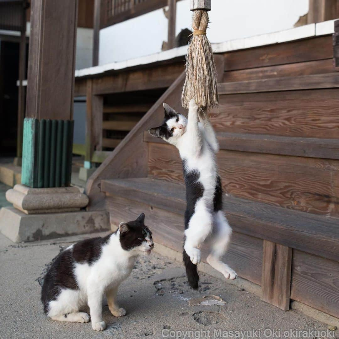 Masayukiさんのインスタグラム写真 - (MasayukiInstagram)「ねこなりの参拝。  #cat #ねこ」10月9日 11時04分 - okirakuoki