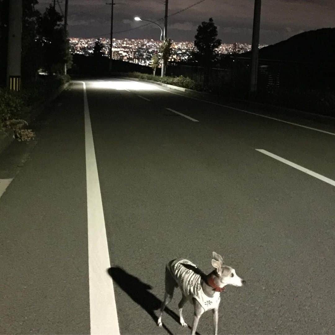 笑福亭恭瓶さんのインスタグラム写真 - (笑福亭恭瓶Instagram)「昨夜、ウォーキングに出ようとしたらワンコも一緒に行きたいとおねだり。仕方がないので夜の散歩へ。たまにはいいかな…。 #笑福亭恭瓶  #散歩」10月9日 11時34分 - kyohei5