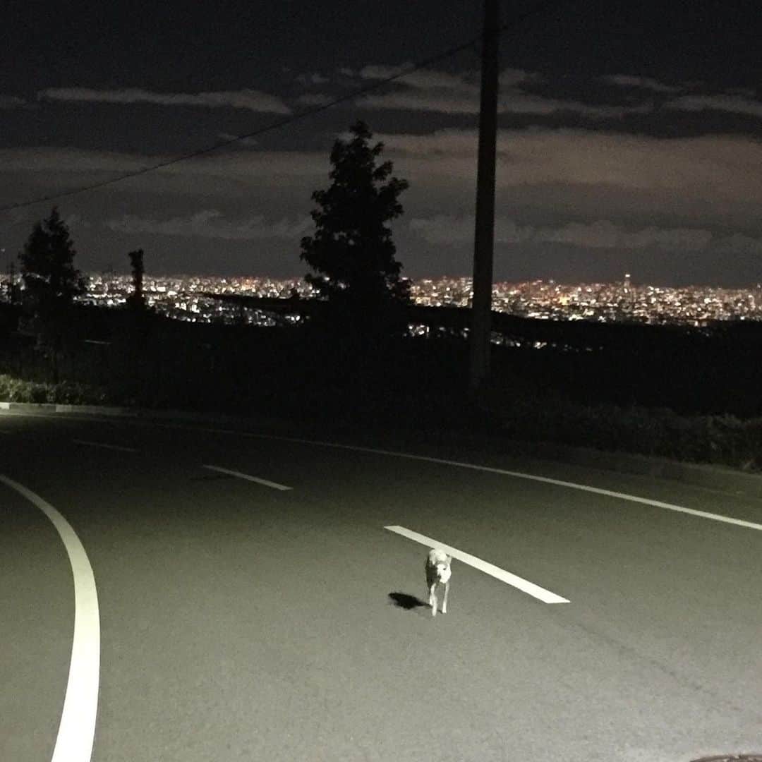 笑福亭恭瓶さんのインスタグラム写真 - (笑福亭恭瓶Instagram)「昨夜、ウォーキングに出ようとしたらワンコも一緒に行きたいとおねだり。仕方がないので夜の散歩へ。たまにはいいかな…。 #笑福亭恭瓶  #散歩」10月9日 11時34分 - kyohei5