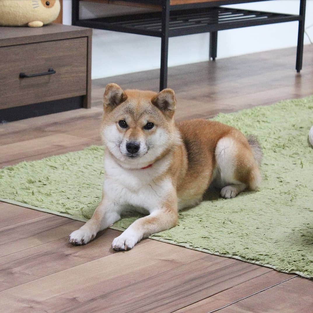柴犬たま Shibainu Tamaさんのインスタグラム写真 柴犬たま Shibainu Tamainstagram お手本のような スフィンクス座り Caption Trans Tama Sits Like A Sphinx 柴犬たま たママ 一眼レフ 一眼レフカメラ スフィンクス座り カモメ眉 カモメ眉毛