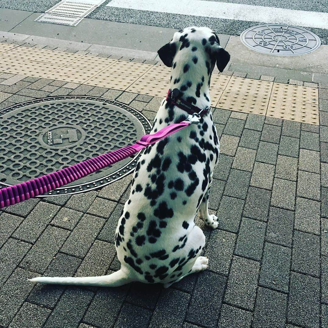 高岡早紀 さんのインスタグラム写真 - (高岡早紀 Instagram)「おりこうさんに信号待ち。 #dalmatian  リードは #ruffwear です。」10月9日 17時16分 - saki_takaoka