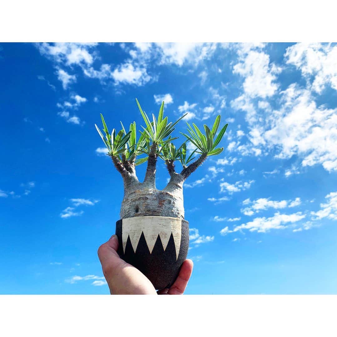 佐田正樹さんのインスタグラム写真 - (佐田正樹Instagram)「天気いいけど週末は台風。 植物全部しまわないと。  #パキポディウム #グラキリス #グラキリスバカ #invisibleink」10月9日 12時32分 - satakisama