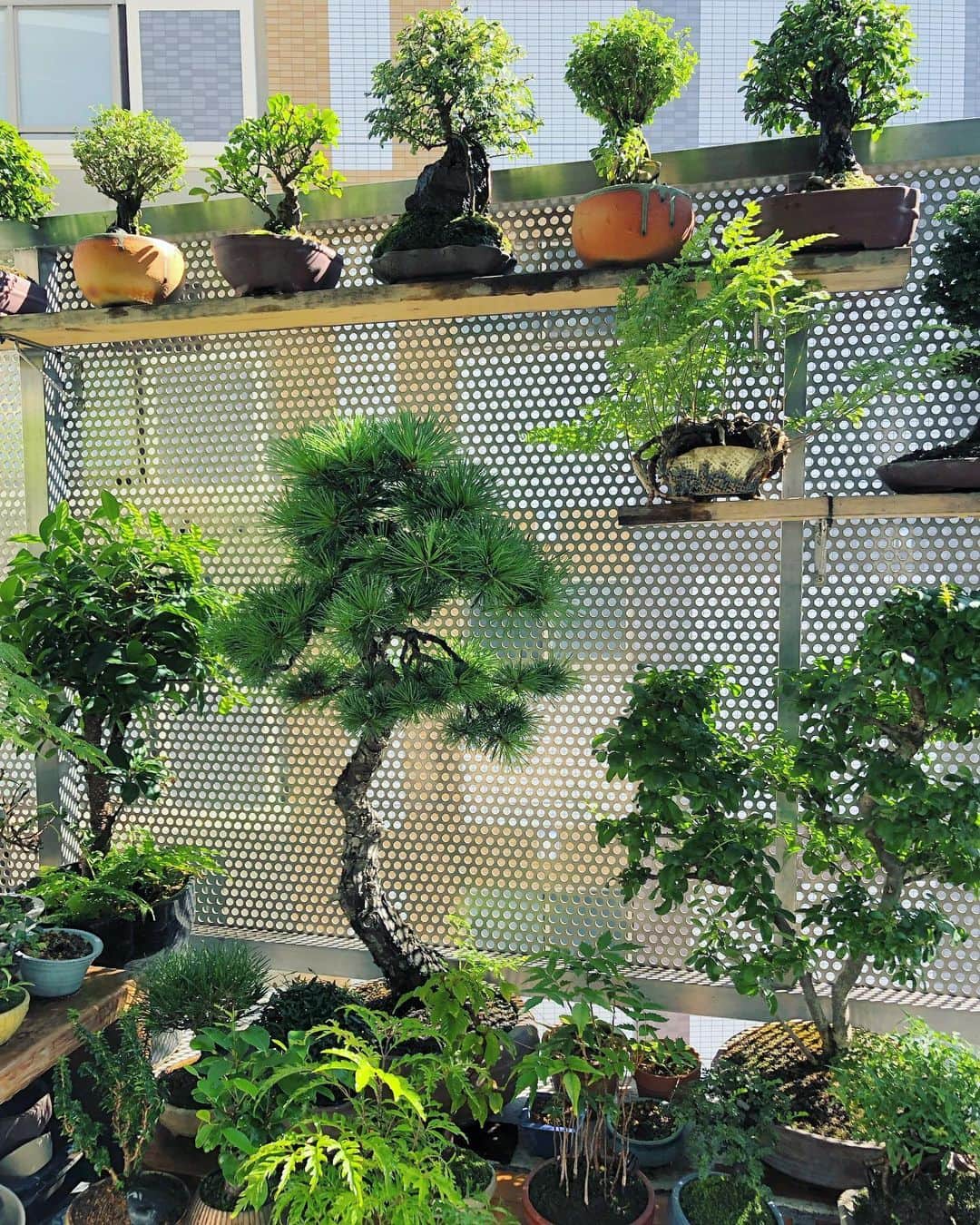 金成公信のインスタグラム：「ふぅ。 #盆栽 #bonsai #bonsaijapan #japanesebonsai #wabisabi #bonsailovers #bonsailife #bonsaitree #bonsaiart #bonsaigram #bonsaiworld #plants #tree #greenlife #greenlifestyle #苔 #moss」