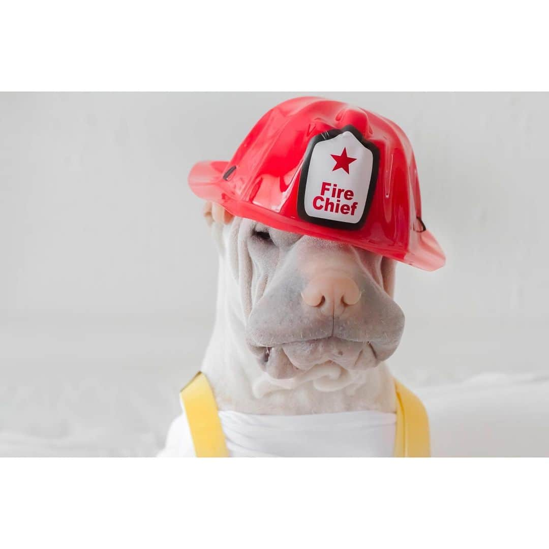 annie&pADdinGtoNさんのインスタグラム写真 - (annie&pADdinGtoNInstagram)「🚒Fireman Pad 💦 #fightingfire #backhomefortea #paddington #sharpei #sharpeisofinstagram #fireman #fire #wrinkles #dog #dogsofinstagram #weeklyfluff #love #cute #firefighter #rescuingfolk #pet #petsofinstagram #australianfirefighters #doglover #mybestfriend #iloveyoutothemoonandback」10月9日 13時33分 - anniepaddington