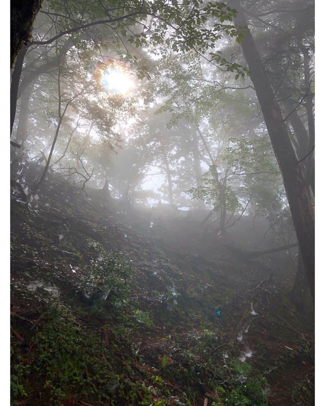 森下紀子さんのインスタグラム写真 - (森下紀子Instagram)「. 神社内の宿泊施設に一泊して、 早朝から三峯神社の参拝。  こちらは狛犬の代わりに 狼を守護神として祀っている神社。  朝霧に覆われた神社は、 厳粛で神々しい雰囲気に包まれていました。  妙法ケ岳の山頂にある 三峯神社の奥宮も登拝。  自然のパワーを感じながら 霧の山道を歩いていると、  心が整い厳かな気持ちで 参拝することができました。  パワースポットとは 本来の自分に還るように 整えてくれる場所だと改めて感じました。 . #三峯神社 #mithumineshrine  #三峯神社奥宮 #神社仏閣好き」10月9日 14時19分 - noriko_morishita_