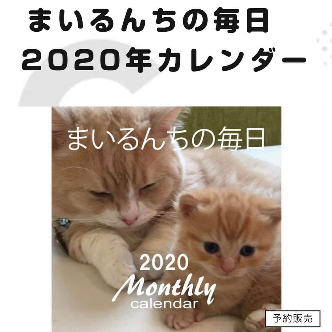 yuriyuri4mamaさんのインスタグラム写真 - (yuriyuri4mamaInstagram)「今日はお知らせをさせてください😊 実は、、、 2020年『まいるんちの毎日』 壁掛けカレンダー （A4  送料無料　税込価格1,280円）  まいるんち🐱のカレンダーの予約販売が始まりました❣️ 初めてなのでドキドキ💓 とても可愛い仕上がりになっていますので、来年はまいるんちと一緒に過ごすってどうですか❓🥰 プロフにもリンク貼っていますので是非チェックしてください😸 ✩.*˚✩.*˚✩.*˚✩.*˚✩.*˚✩.*˚✩.*˚ ●専門サイト https://mairu-cat.stores.jp ●anistarサイト https://anistar.shop/?category_id=5d9c79a0bc45ac6d5d47d06c こちらはamazon PAYが使えます。 ✩.*˚✩.*˚✩.*˚✩.*˚✩.*˚✩.*˚✩.*˚ #calendar#予約販売#株式会社HOKUSHIN#まいるんち#嬉しいなぁ#みんなのおそばに置いてください」10月9日 17時53分 - yuriyuri4mama