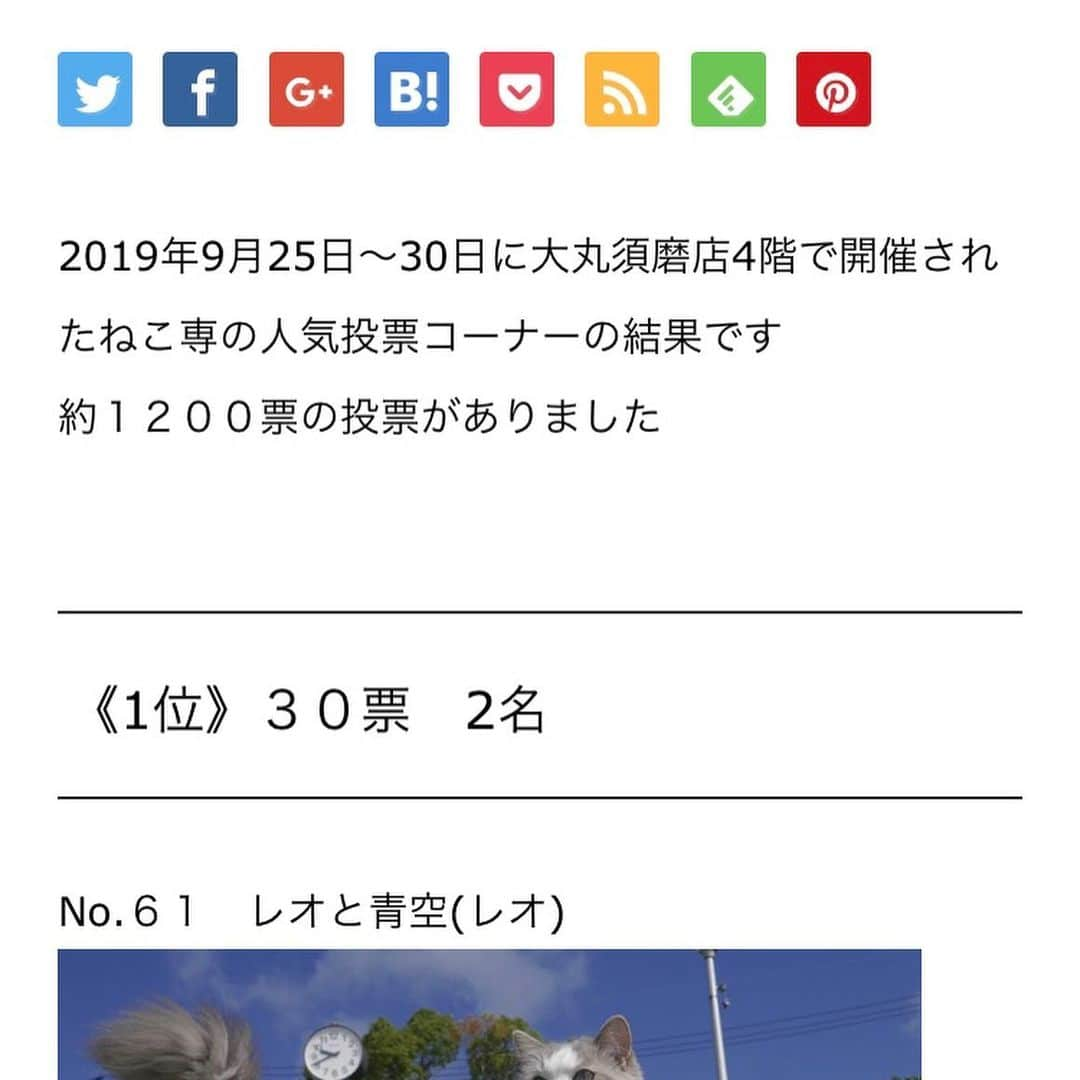 コテツさんのインスタグラム写真 - (コテツInstagram)「2019/10/9 この写真の子あたちより お顔大きいわw 先日行った須磨大丸「ねこ専」で写真もらってきました 大きく展示してもらえて嬉しかったです♪ @tobineko_0 飛び猫の五十嵐さんも気さくな方でした 投票でおはつが4位から32位に入選したとの事！ 五十嵐さん、投票していただいた方々 この度はありがとうございました❤︎ . たくさんお祝い🥂 みんにゃおめでとう🎉 #りぷちんhappy16thbirthday2019  これからも若々しくずっと元気でいてね #モアナちゃんhappy15thbirthday2019  あんよ痛いの直りますように #紅茶ちゃんhappy7thbirthday2019  三毛のパイセンおめでとう🎉 #くうちゃん家族記念日2019  ずっと穏やかに過ごせますよう @usamaruko0418  かよちゃん お互い子育ていろいろあるけどがんばろうね！ .  #ねこ専 #朝ワンコ夕ニャンコ  #シマホで決め顔」10月9日 18時10分 - kotetuchan