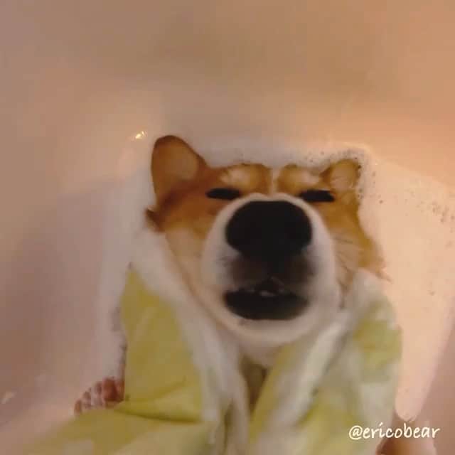 ericoのインスタグラム：「✩ 俺の事、シャンプーしてもいいぜ🐶🛁🚿✨ ✩ It’s important to stay calm no matter what happens.🐶😂😂 ✩ #洗わせて頂きます #おかゆい所はございませんか #シャンプーの時すごく大人しい #ドライヤーはあんまり好きじゃない #爪切りとブラッシングは暴れる ✩ #シャンプー力丸くん #それいけ力丸くん #コーギー  #犬のいる暮らし#pembrokewelshcorgi  #corgistagram #barked #dogsofinstagram #buzzfeed #corgisofinstagram  #dailyfluff #9gag #weeklyfluff  #gopro #goproのある生活 #ゴープロ #ゴープロのある生活 #goprohero7 ☆ Jukin Media Verified (Original) * For licensing / permission to use: Contact - licensing(at)jukinmediadotcom ☆」