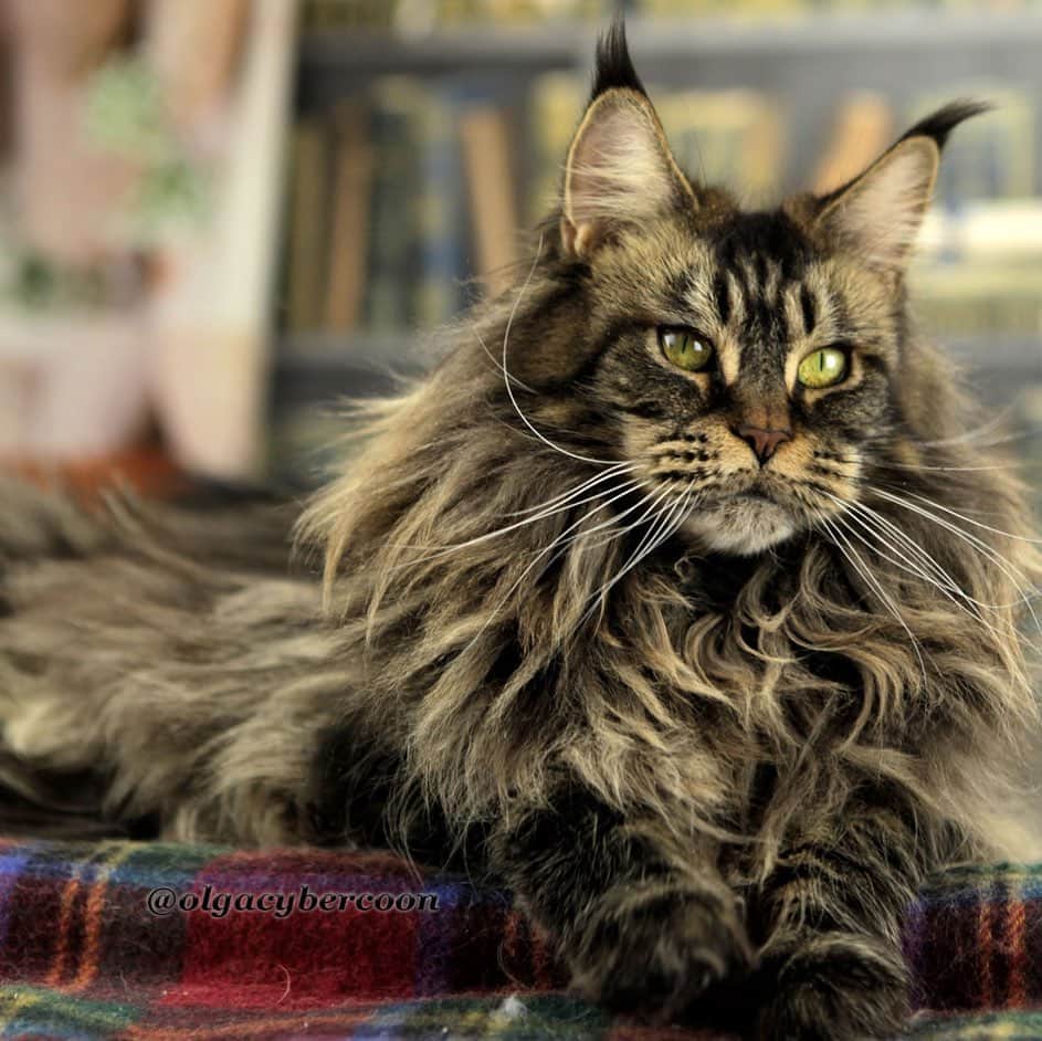 МейнКун MaineCoon Питомникのインスタグラム：「Чудесная кошечка мейн кун ❤️ нашла свою новую семью👪🐯🐾👍🏻」