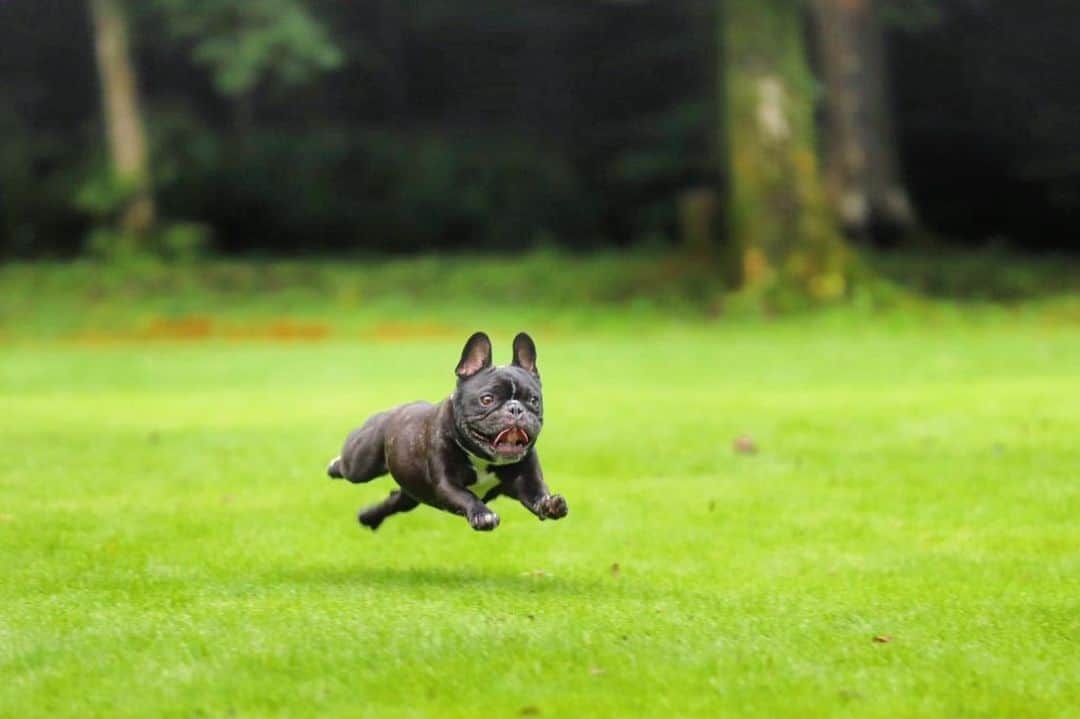 Turbo_dad フレブルのターボさんのインスタグラム写真 - (Turbo_dad フレブルのターボInstagram)「Flying Turbo Photo by @ittokuuu @inizio_leather_work . . .  #dogloversvillaleaf #フォレストヒルズ那須 #flyingdog #frenchbulldog #frenchie #buhi #飛行犬 #フレンチブルドッグ  #フレブル #ブヒ #frenchiesofinstagram #instadog #instafrenchie #frenchiegram #dogstagram #frenchbullys #frenchielove #프렌치불독 #thefrenchiepost #法鬥 #frenchies1 #portrait #igersjp #tokyocameraclub  #bully #ilovemydog #frenchielife #愛犬 #dogsofinstagram #ふわもこ部」10月9日 19時30分 - turbo_dad