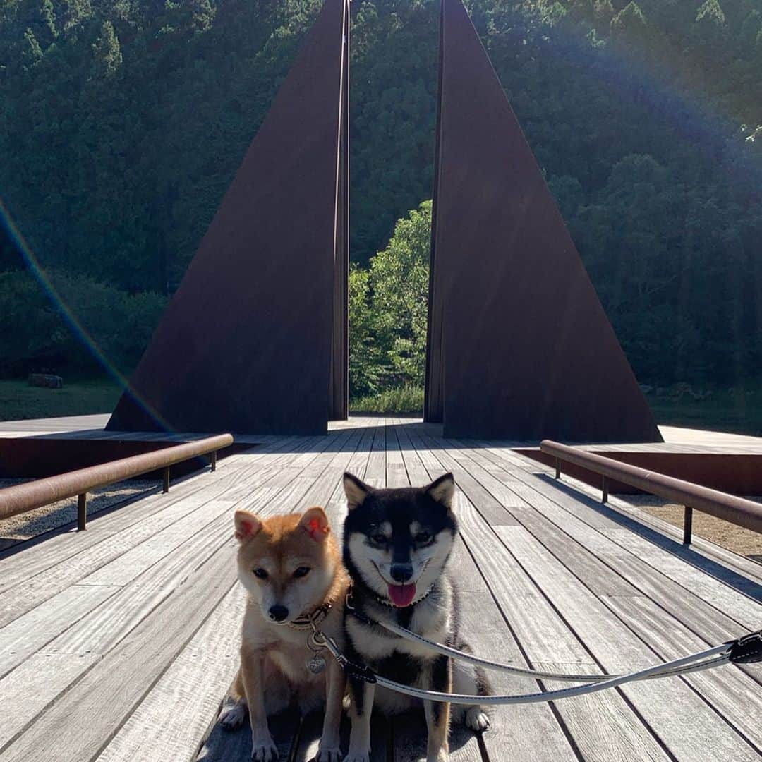 豆柴なつ&ふゆさんのインスタグラム写真 - (豆柴なつ&ふゆInstagram)「We went to art forest🌳😆❤️ 室生山上公園に行って来ました🌳😆❤️ #奈良 #芸術の森 #室生山上公園 #nara #artforestates  #豆柴 #柴犬#shiba #shibainu #shibagram # #shibalove#mameshiba #japanesedog #シバフル  #🐕📷 #dogstagram #dogoftheday #instadog #instashiba #柴犬マニア#shiba_snap #犬ら部 #ふわもこ部 #instacute #pecoいぬ部 #instafollow  #柴#mofmo #west_dog_japan」10月9日 20時10分 - mameshiba.natsuinu56