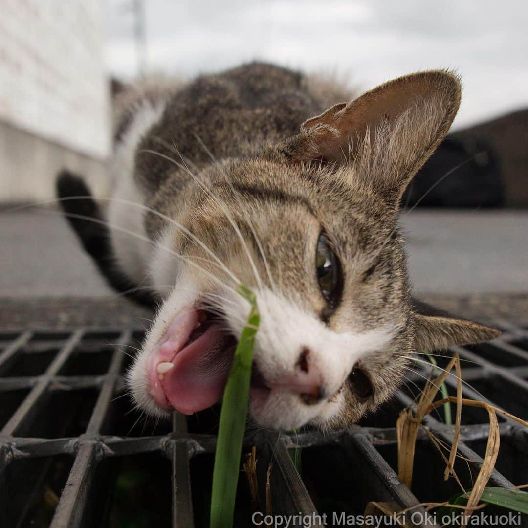 Masayukiさんのインスタグラム写真 - (MasayukiInstagram)「草うまい。  #cat #ねこ」10月9日 20時34分 - okirakuoki