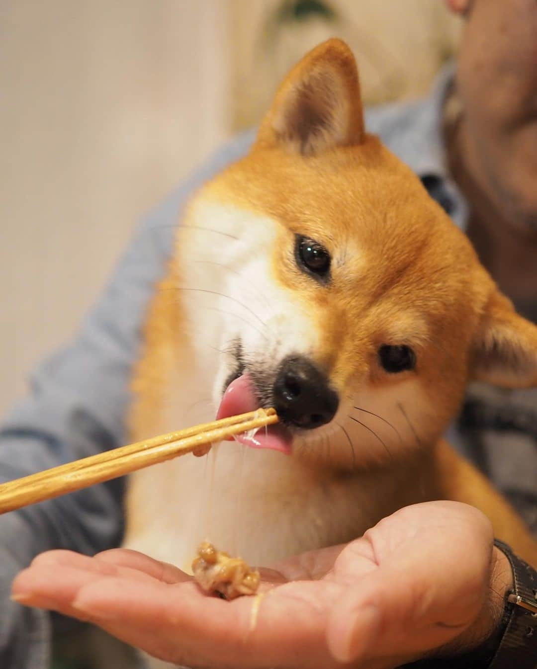 豆柴にこちゃんのインスタグラム