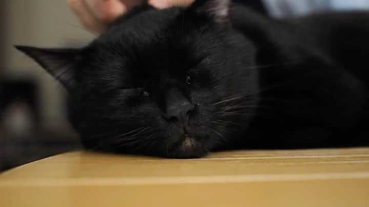 anemone_69のインスタグラム：「. #ハカセとキョウジュ #ハカセとキョウジュmovie . #blackcat #黒猫 #cat #猫 #保護猫 #猫動画 #猫ムービー . . .」