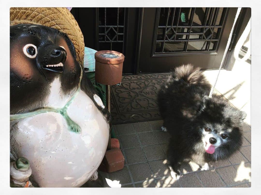 藤原ゆかのインスタグラム：「たぬきが２匹かな？🍂 #pomeranian #pomestagram #黒ポメ」