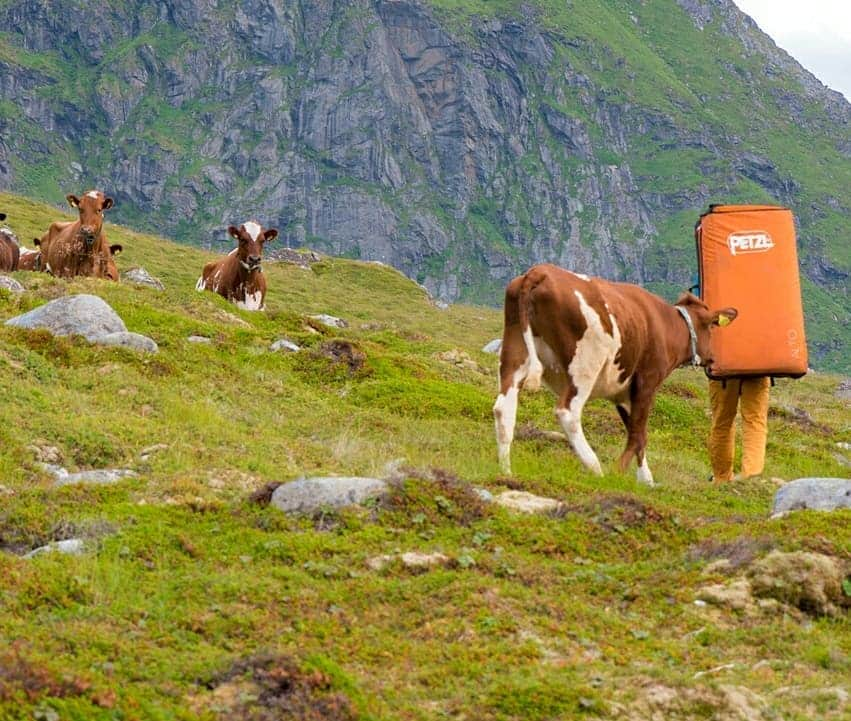 ヨルグ・バーホーベンさんのインスタグラム写真 - (ヨルグ・バーホーベンInstagram)「Carribean or Arctic?? Bouldering in Norway's Lofoten has a touch of both! Swamps and mosquitos, but also sunny beaches and turquoise water. As usual, the cows were quite keen to check out our crashpads 😅. 📸 @tobias_lanzanasto • @marmot_mountain_europe @lasportivagram @petzl_official @vibram」10月10日 0時30分 - jorgverhoeven